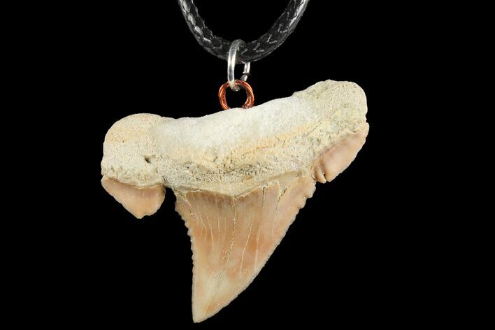 Fossil Shark (Palaeocarcharodon) Tooth Necklace -Morocco #110232